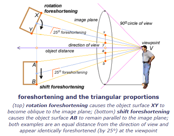 foreshortening and the triangular proportions.png